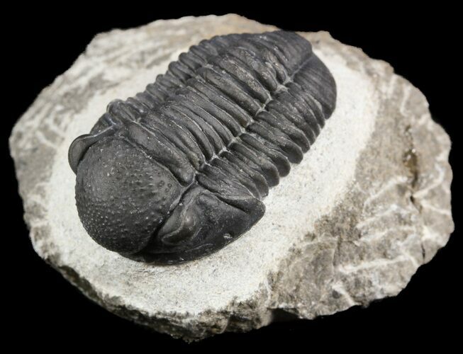 Gerastos Trilobite Fossil - Morocco #52112